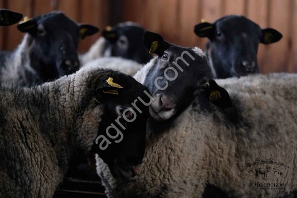 Племенной молодняк. Ярки и баранчики романовской породы