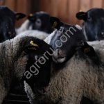 Племенной молодняк. Ярки и баранчики романовской породы