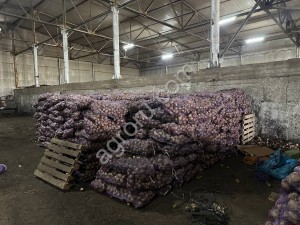 Картофель - АРИЗОНА КОЛОМБО МАНИФЕСТ