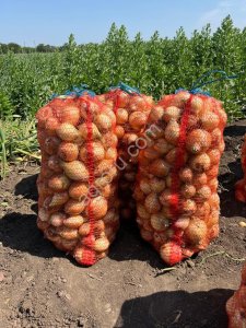 Лук репчатый