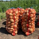 Лук репчатый