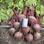 Свекла столовая