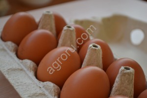 Яйцо куриное столовое пищевое