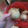 Лук некондиция. Лук на производство, Лук на переработку.