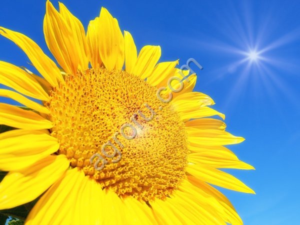 ГИБРИДЫ СЕМЕНА ПОДСОЛНЕЧНИКА ВОРОНЕЖСКИЙ 643 (ЭКСПРЕСС)