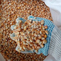 кукуруза фуражная в мешках