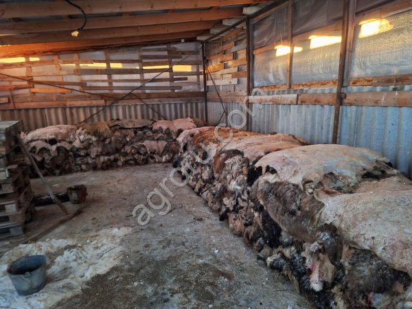 овечьи шкуры мокросол