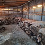 овечьи шкуры мокросол