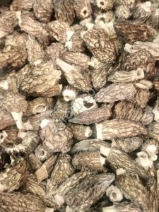 Сморчок конический