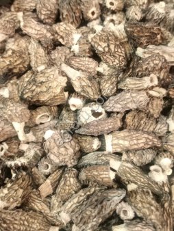 Сморчок конический