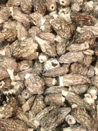 Сморчок конический