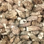 Сморчок конический