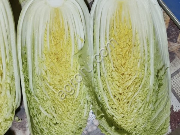 Морковь (Натуна, Фукусима, Нантская, Абака)