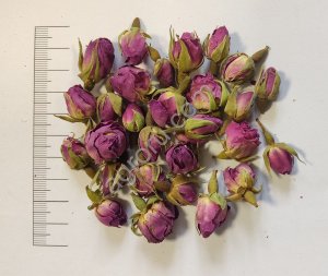 Роза дамасская