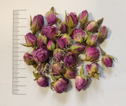 Роза дамасская