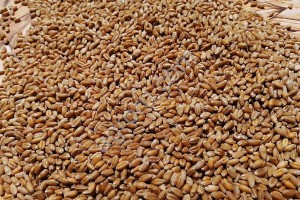 Wheat for Human consumption