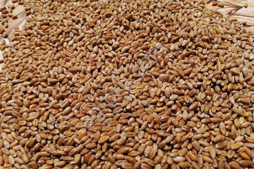 Wheat for Human consumption