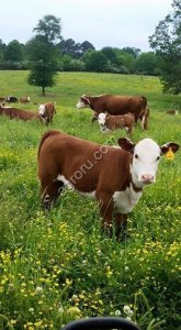 Симментальская порода