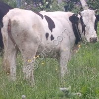 Крупный рогатый скот в Р-ка Коми