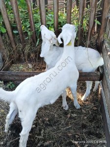 Козлята 2,5 , породистые