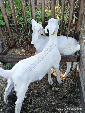 Козлята 2,5 , породистые