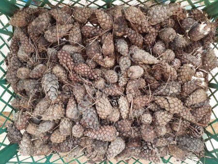 Еловые и сосновые шишки без семян.