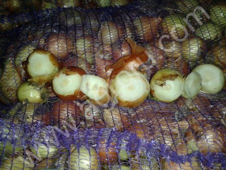 Лук для выгонки зелени.