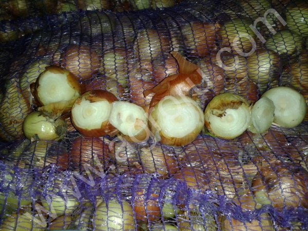 Лук для выгонки зелени.