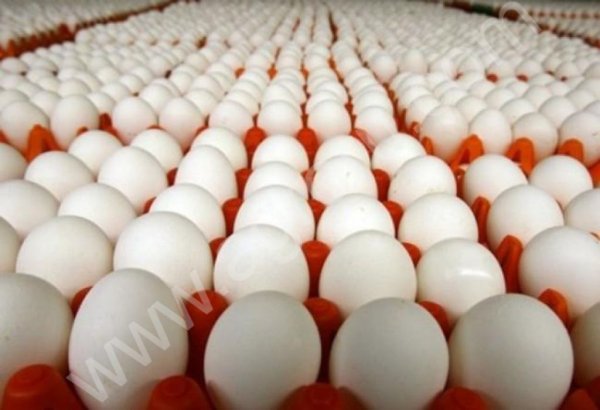 Яйцо куриное С1 С0