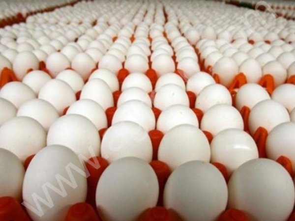 Яйцо куриное С1 С0