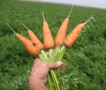 <span>морковь</span>