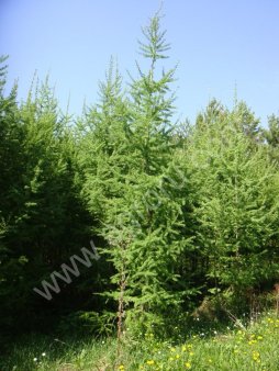 Лиственница.