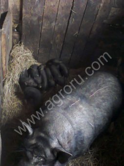 поросята вьетнамские веслобрюхие