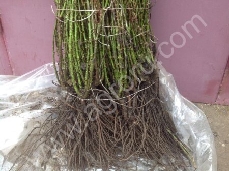 Розы Саженцы плодовые