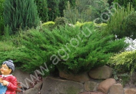 Можжевельник козацкий.