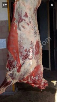 Быки зам. 20 тонн