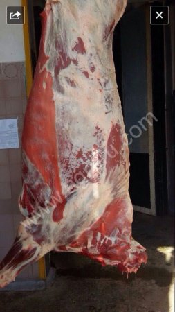 Быки зам. 20 тонн