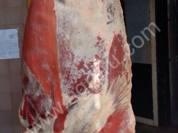 Быки зам. 20 тонн