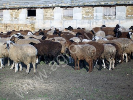 Чистокровные курдючные ярки