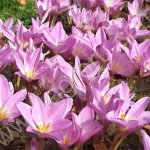 Безвременник великолепный или колхикум. Луковицы .