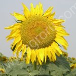 Семена гибрида подсолнечника НИКА