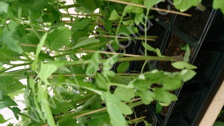 Рассада томатов, перца, баклажанов