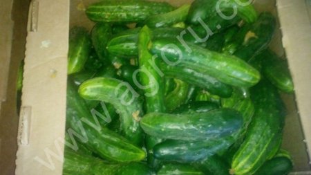 Огурец Зазуля(Атлет) не стандарт