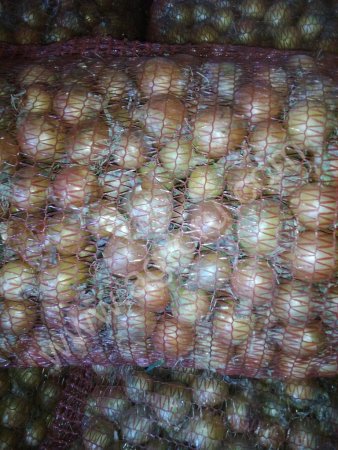 Лук-выборок