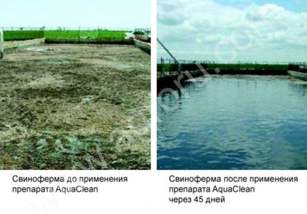 Биопрепарат ACF 32, 4 л, для очистки сельскохозяйственных, бытовых стоков, прудов