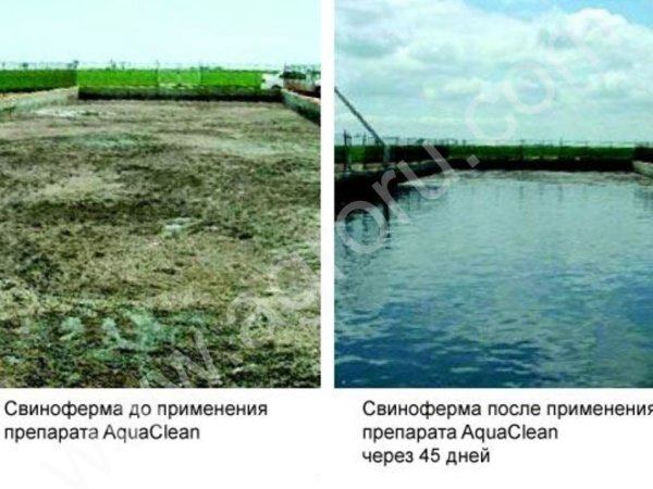 Биопрепарат ACF 32, 4 л, для очистки сельскохозяйственных, бытовых стоков, прудов