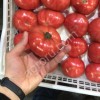Помидоры оптом от производителя