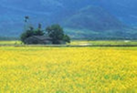 В Новосибирской области будут выращивать рапс