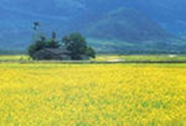 В Новосибирской области будут выращивать рапс