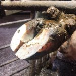 Обрезка копыт и первичное лечение КРС